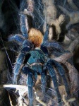 image of tarantula