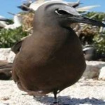 image of bird