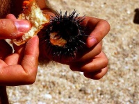 image of sea_urchin
