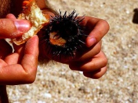 image of sea_urchin #30