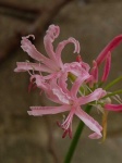 image of flower