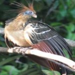 image of bird