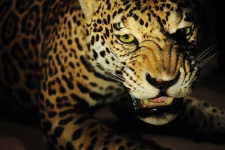 image of animal