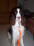 image of english_springer