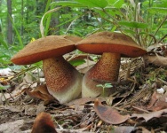 image of mushrooms