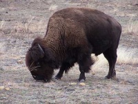 image of bison