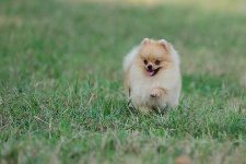 image of eskimo_dog