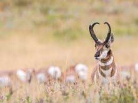 image of animal