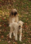 image of soft_coated_wheaten_terrier #6