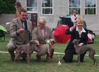 image of italian_greyhound