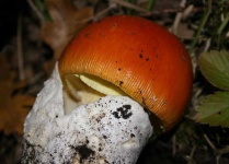 image of mushrooms