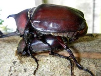 image of rhinoceros_beetle #10