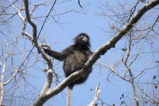 image of langur