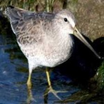 image of bird