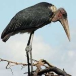 image of bird
