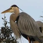 image of blue_heron #33