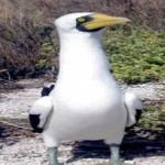 image of bird