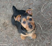 image of australian_terrier #25