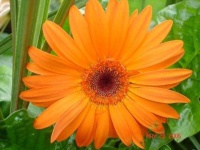 image of flower