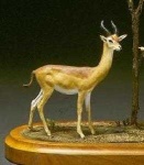 image of gerenuk