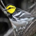 image of bird