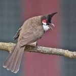 image of bird