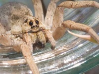 image of wolf_spider
