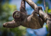 image of sloth