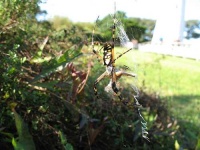 image of garden_spider