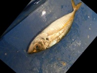 image of fish