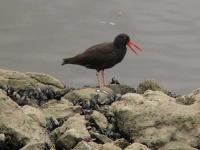image of oystercatcher