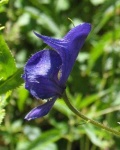 image of flower