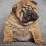 image of shar_pei #20