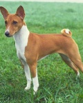 image of basenji