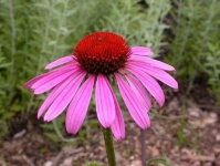 image of flower