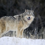 image of wolf #16