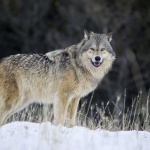 image of animal