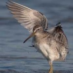 image of bird