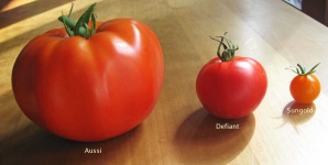 image of tomato #32