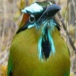 image of bird