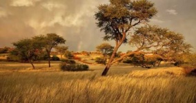 image of savanna