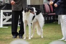 image of borzoi