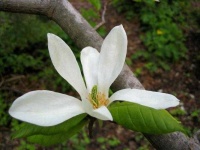 image of flower