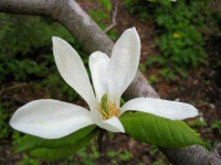 image of magnolia #48