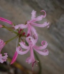 image of flower