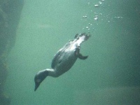 image of animal