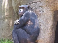 image of chimpanzee