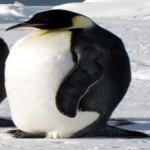image of bird