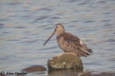 image of dowitcher