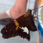 image of banded_butterfly #78